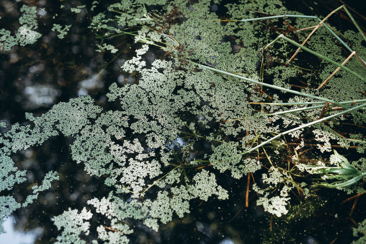 氨氮 氨氮